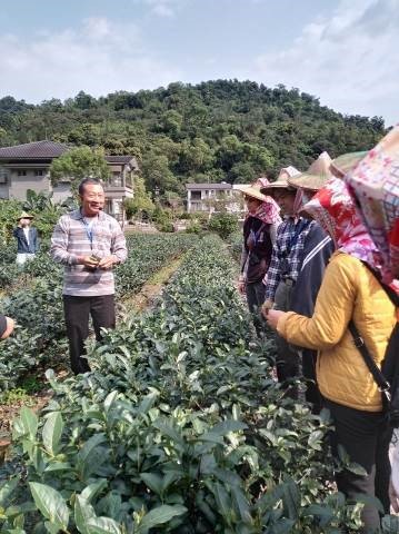內山農場講師介紹茶園栽種方式